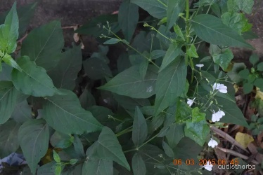 Rhinacanthus nasutus fullplant3.jpg
